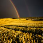 Regenbogen und goldenes Feld 