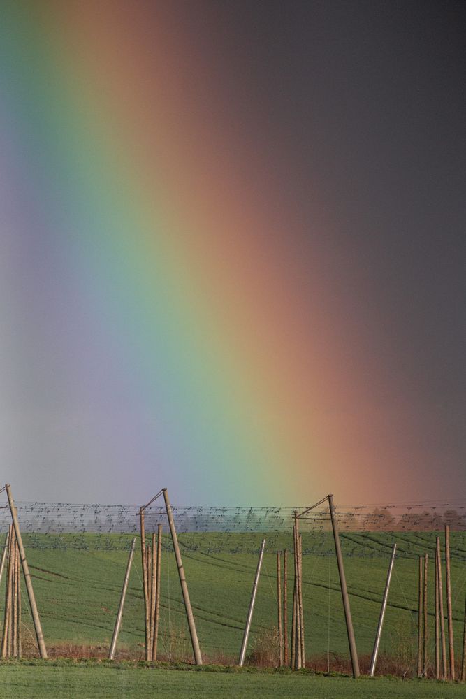 Regenbogen und Hopfenstangen