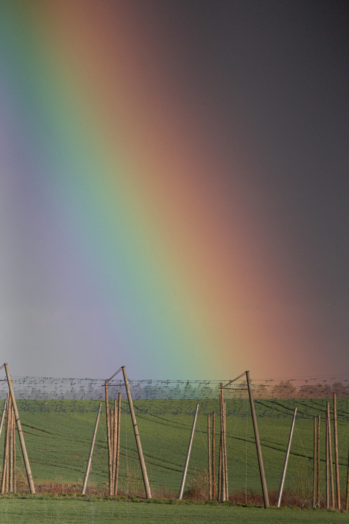 Regenbogen und Hopfenstangen