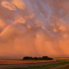 Regenbogen und Mamaten im Sonnenuntergang