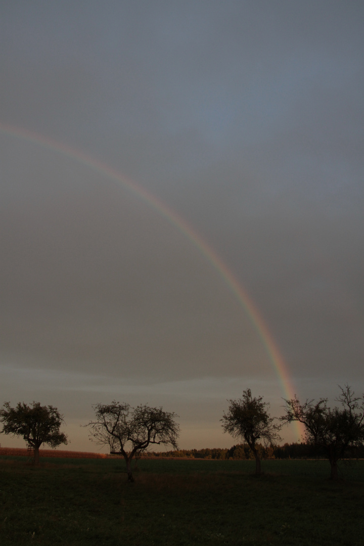 Regenbogen und Obstbäume