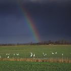 Regenbogen und Schwäne