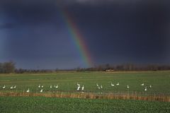 Regenbogen und Schwäne