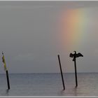 Regenbogen Vogel