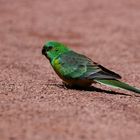 Regenbogen-Vogel