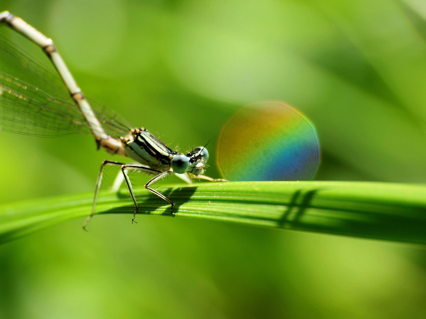 Regenbogenbad