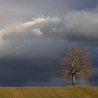 Regenbogenbaum