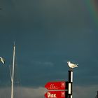 RegenbogenBild mit Möwen und einem Wok