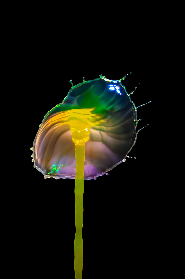 Regenbogenblume