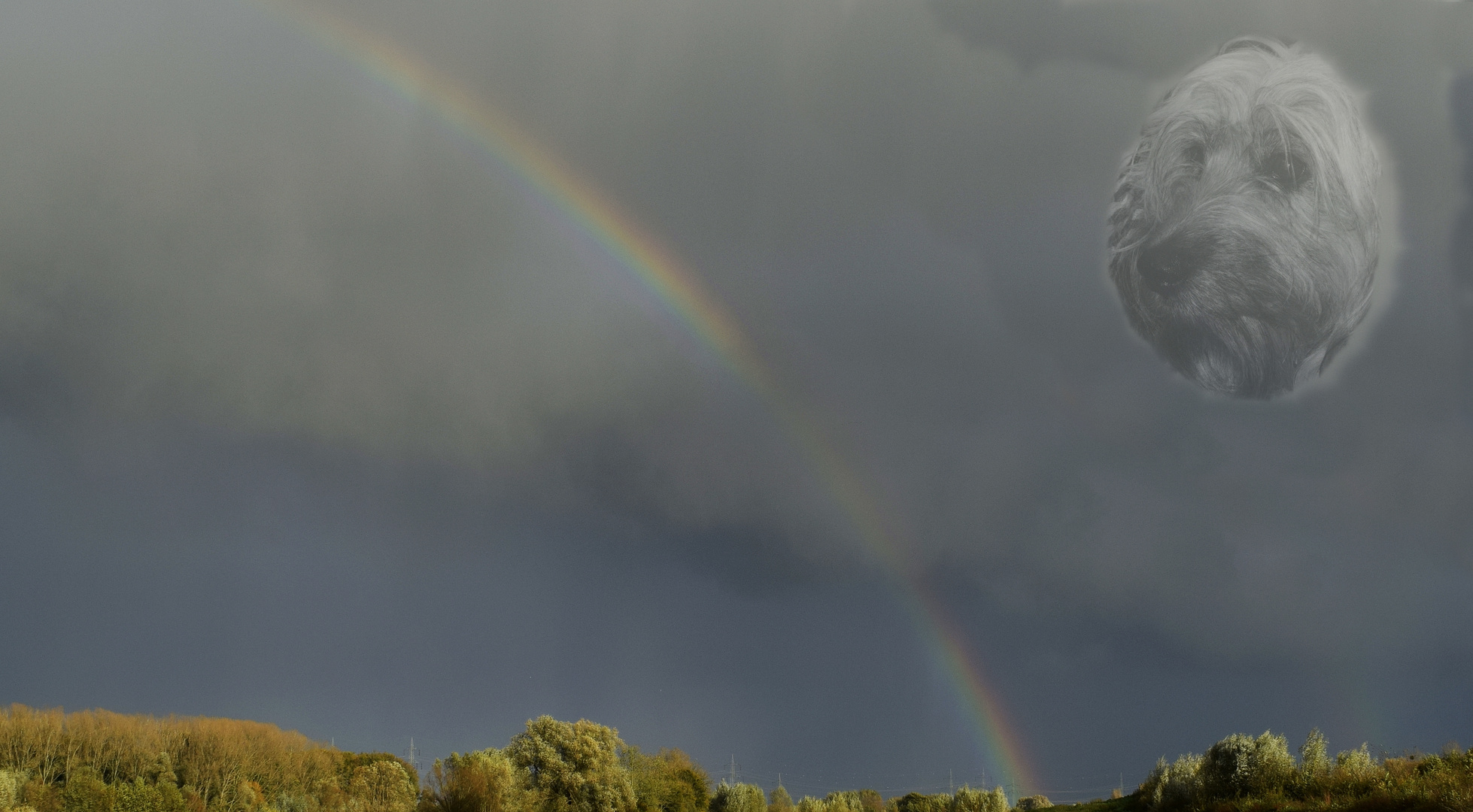 Regenbogenbrücke Foto &amp; Bild tiere, haustiere, hunde Bilder auf