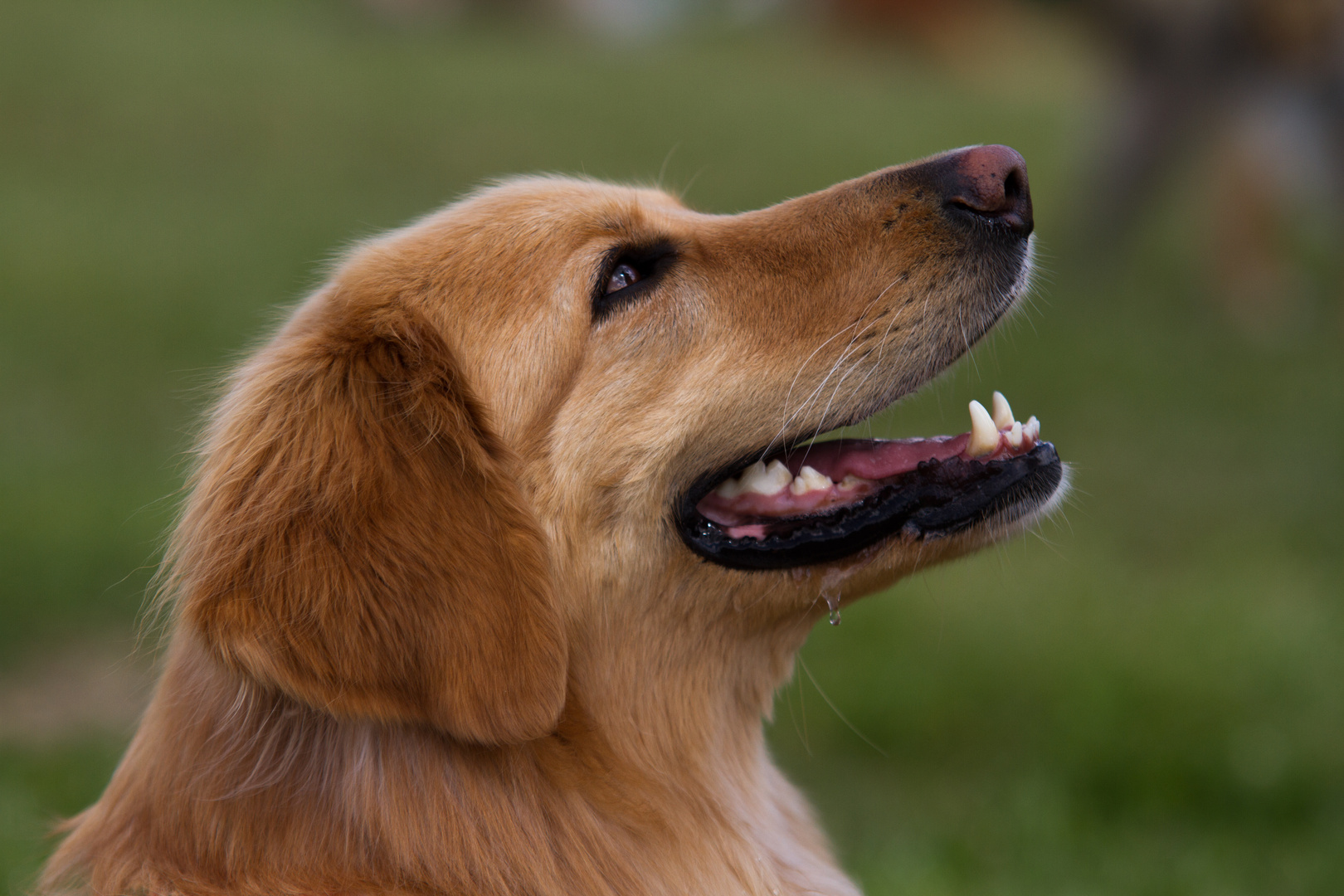 Regenbogenbrücke Foto &amp; Bild tiere, haustiere, hunde Bilder auf