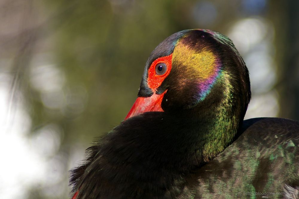 Regenbogenbunter Schwarzstorch