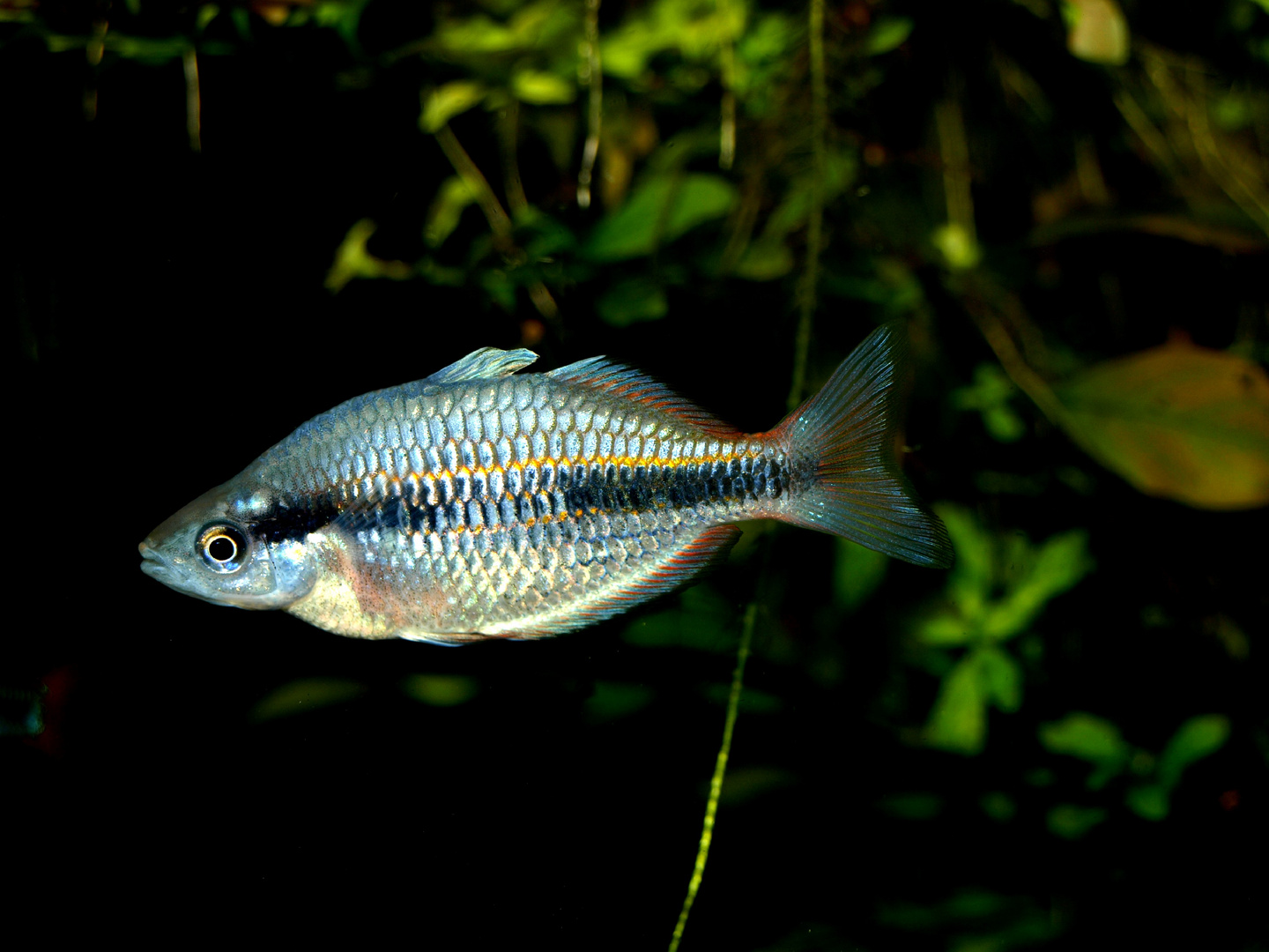 Regenbogenfisch