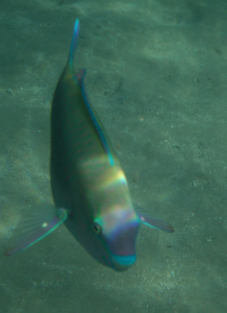 Regenbogenfisch