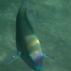 Regenbogenfisch