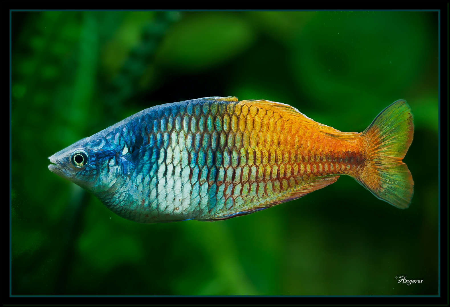 Regenbogenfisch ( Melanotenia Boesimanni )