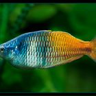 Regenbogenfisch ( Melanotenia Boesimanni )