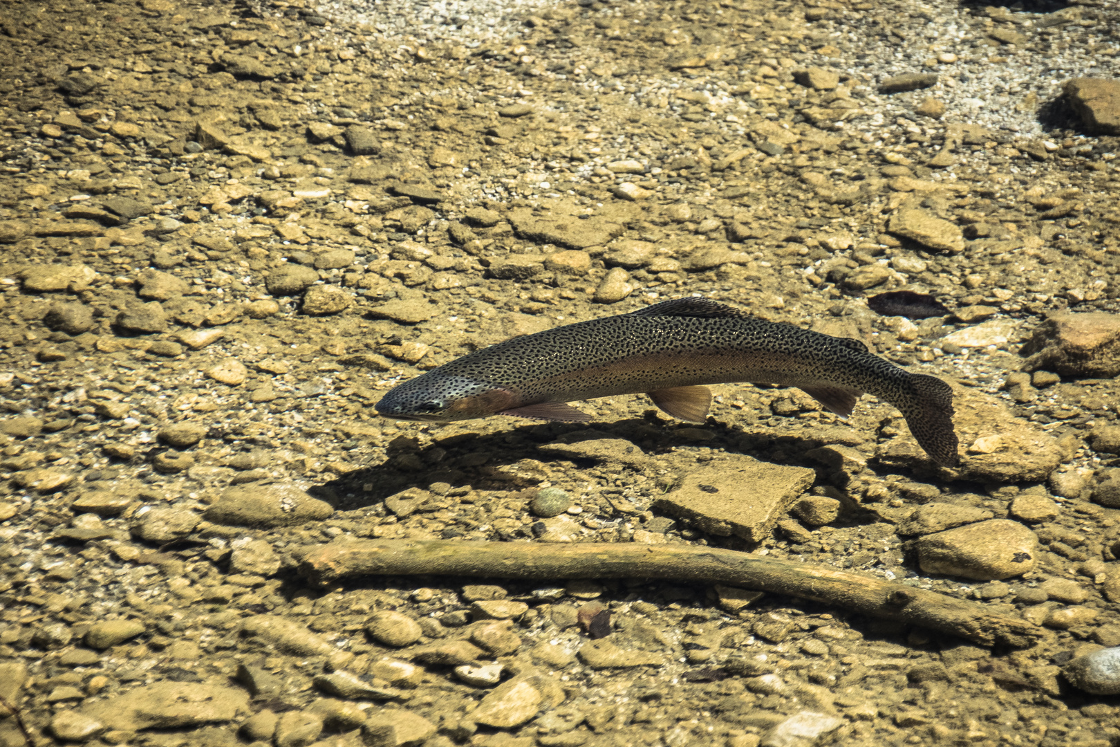 Regenbogenforelle Foto Bild Tiere Wildlife Fische Bilder Auf Fotocommunity