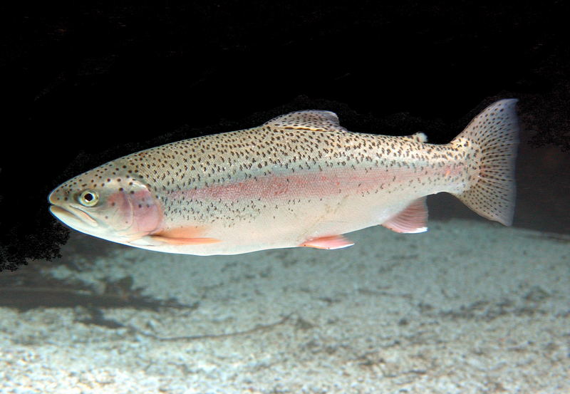 Regenbogenforelle Foto Bild Unterwasser Uw Salzwasser Natur Kreativ Bilder Auf Fotocommunity