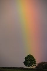 Regenbogenfuß 