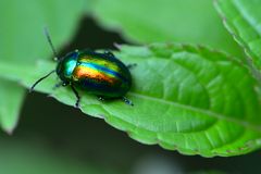 Regenbogenkäfer