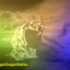 Regenbogenkatze