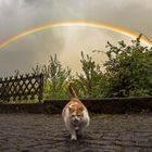 Regenbogenkatze R1