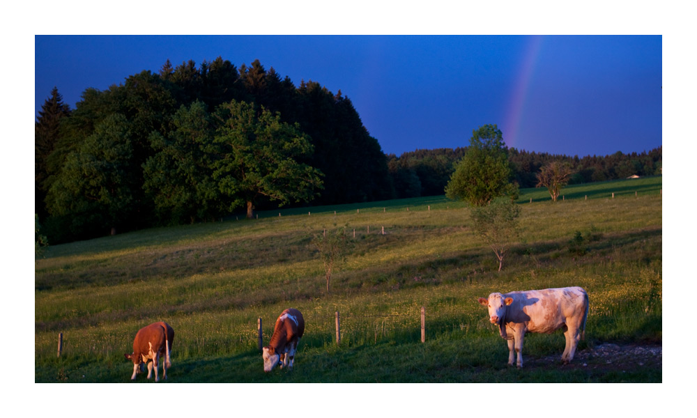 Regenbogenkühe