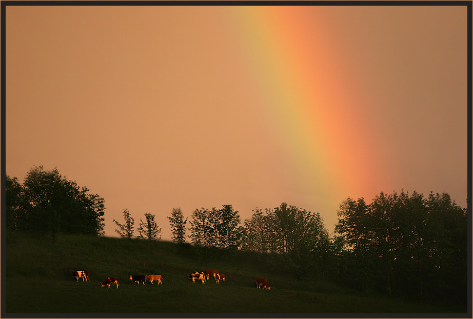 Regenbogenkühe