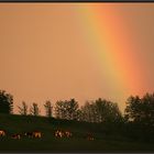 Regenbogenkühe