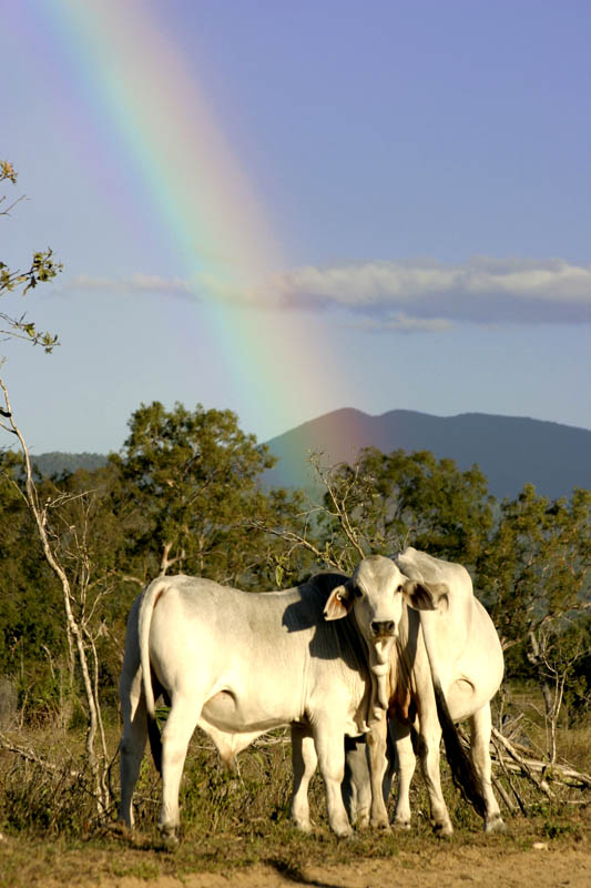 regenbogenkuehe