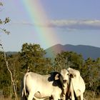 regenbogenkuehe