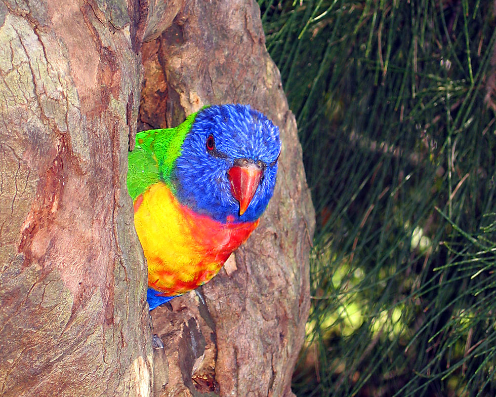 Regenbogenlori (Trichoglossus haematodus)