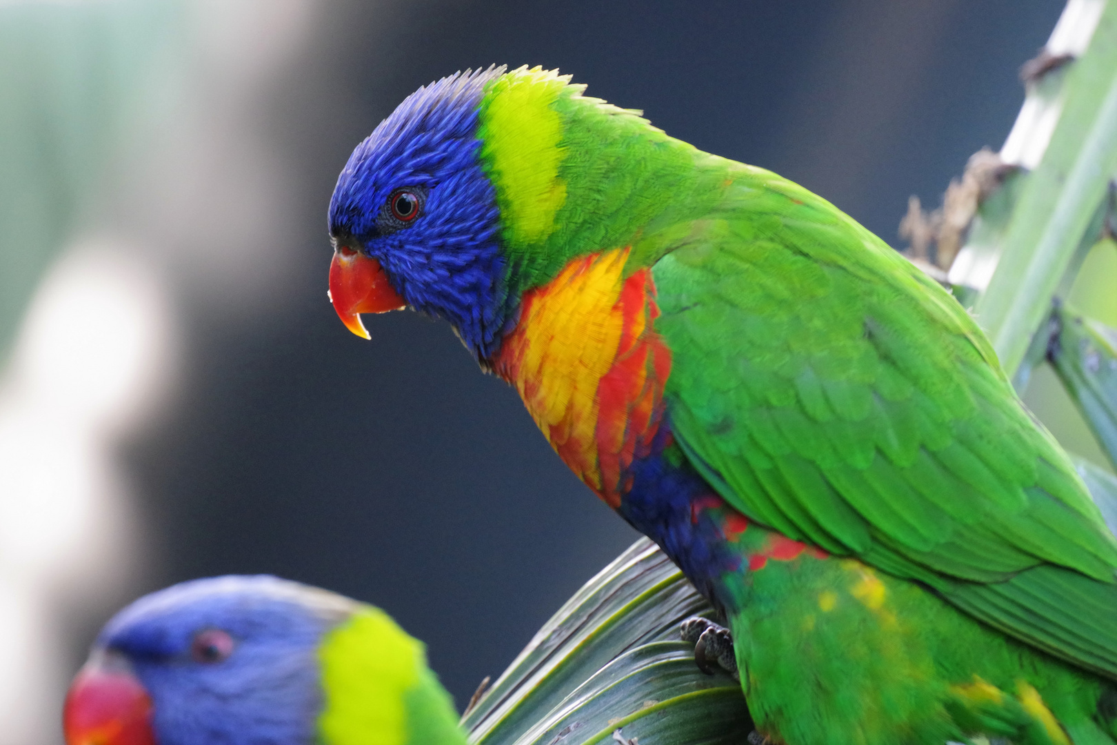 Regenbogenlori (Trichoglossus moluccanus) 