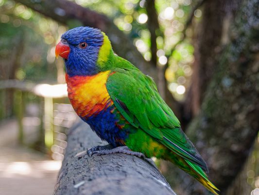 Regenbogenlori (Trichoglossus moluccanus), rainbow lorikeet