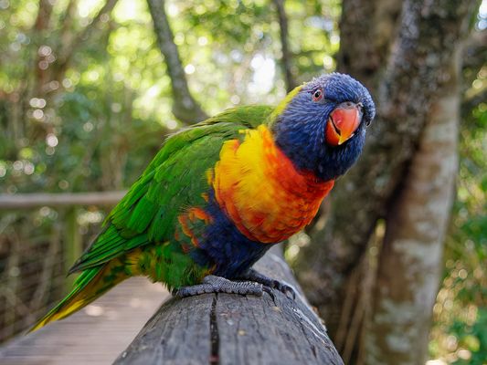 Regenbogenlori (Trichoglossus moluccanus), rainbow lorikeet