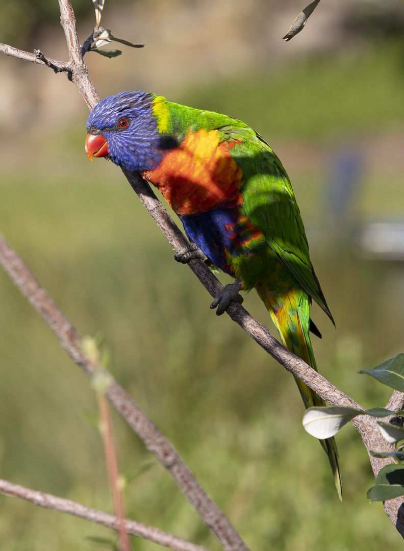 Regenbogenlorie