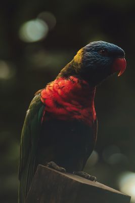 Regenbogenloris (Trichoglossus haematodus)