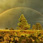 Regenbogenmaschine funktioniert :)