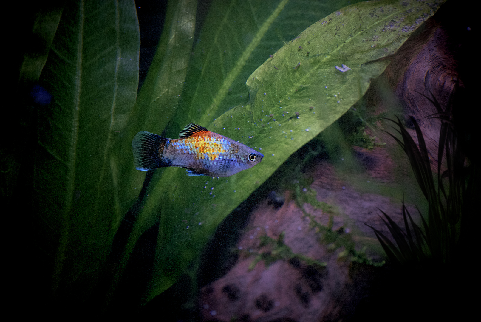 Regenbogenplaty