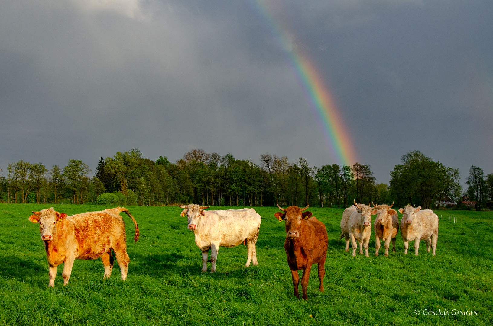 Regenbogenrinder