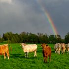 Regenbogenrinder