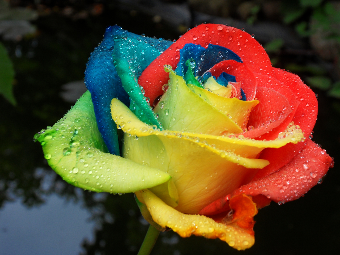 Regenbogenrose