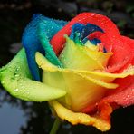 Regenbogenrose