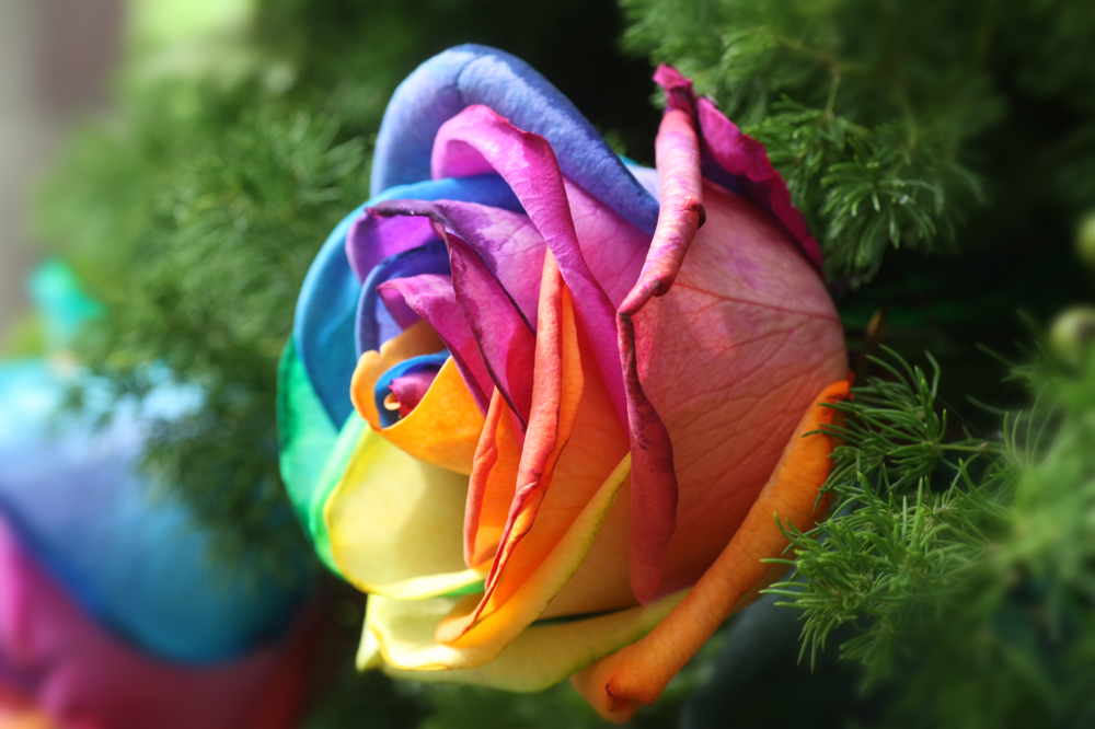 Regenbogenrose Foto & Bild | pflanzen, pilze & flechten, blüten