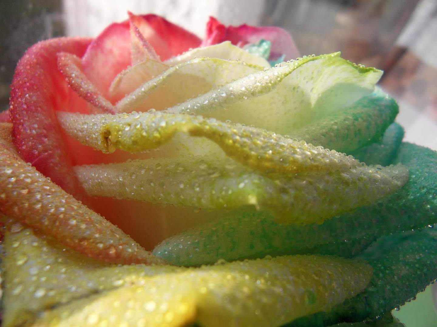 Regenbogenrose