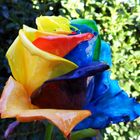 Regenbogenrose - Glas oder nicht?