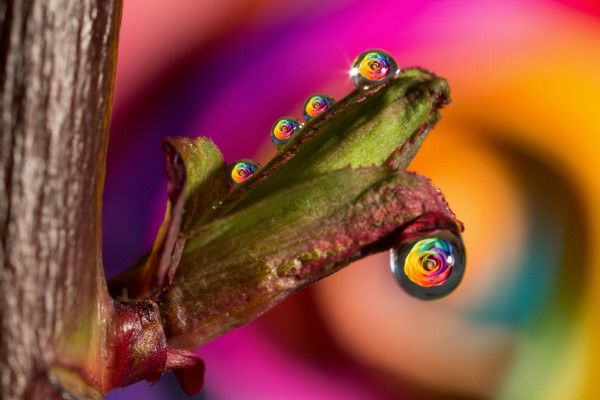 Regenbogenrosen Spiegelungen