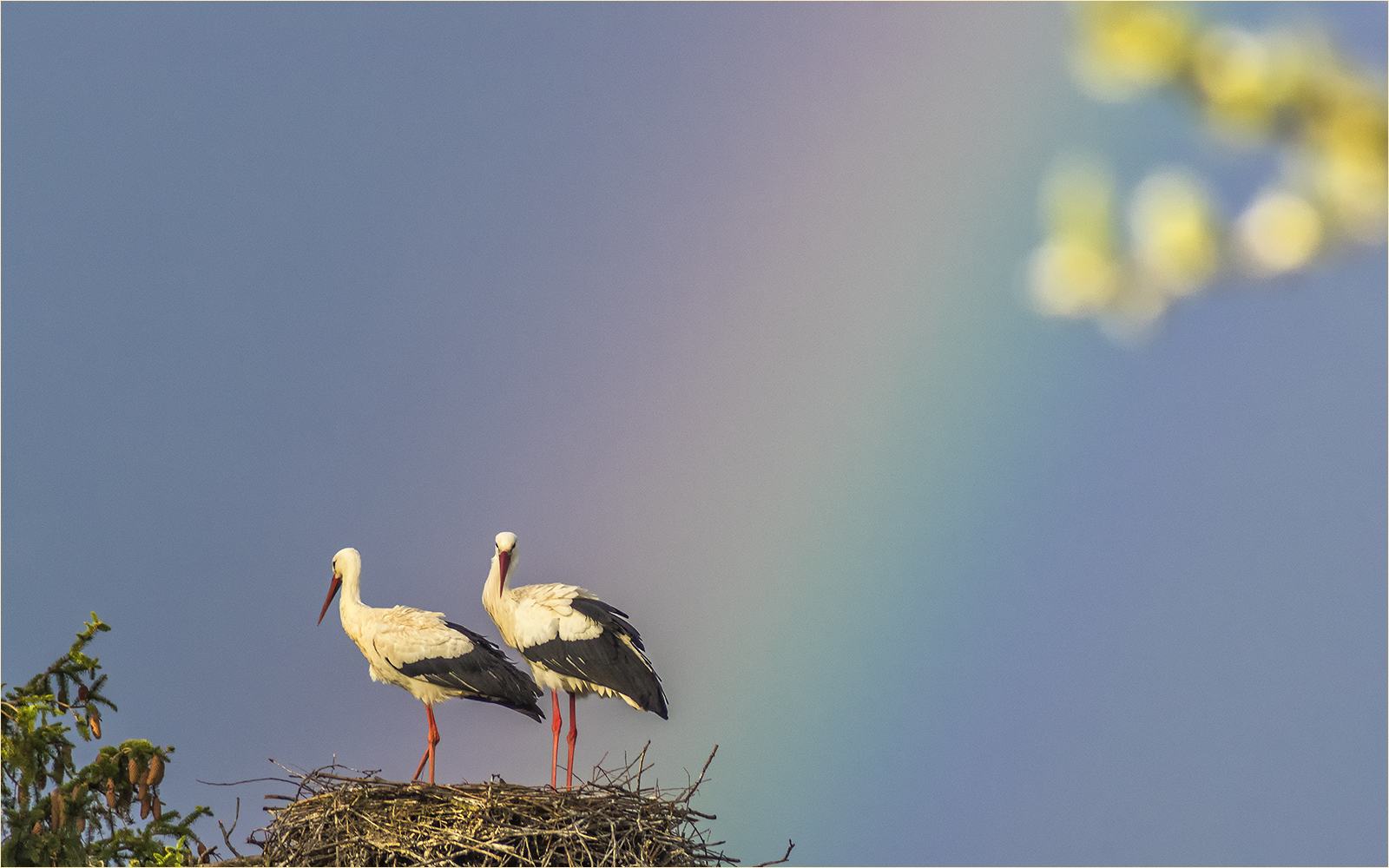 regenbogenstörche