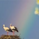 regenbogenstörche